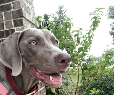 Hill Country Animal League (Low Cost Spay and Neuter Clinic)