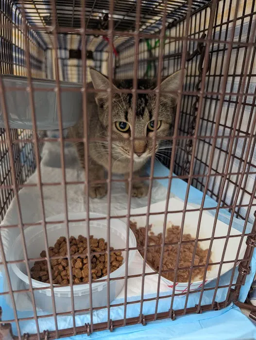 Hill Country Animal League (Low Cost Spay and Neuter Clinic) Picture 5