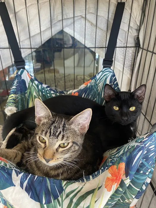 Hill Country Animal League (Low Cost Spay and Neuter Clinic) Picture 9