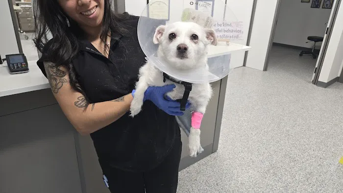 Hill Country Veterinary Surgical Specialty, PLLC Picture 6