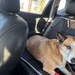Hill Country Animal Emergency Hospital