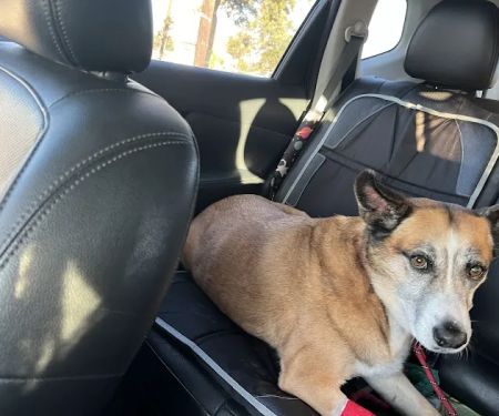 Hill Country Animal Emergency Hospital