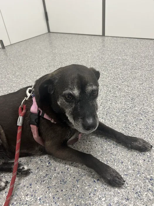 Hill Country Animal Emergency Hospital Picture 10