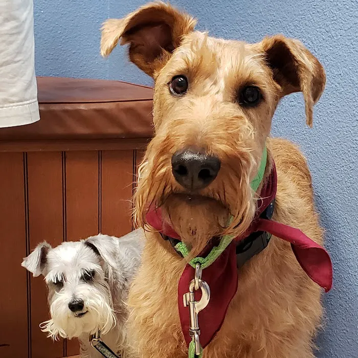 Bergheim Pet Hospital & Clinic Picture 10