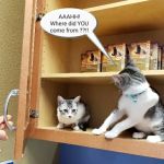 Bergheim Pet Hospital & Clinic