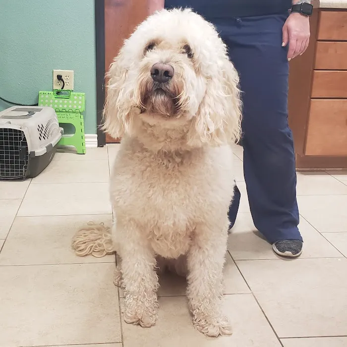Bergheim Pet Hospital & Clinic Picture 2