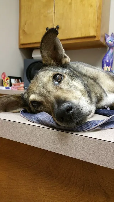 The Animal Hospital of Smithson Valley Picture 4