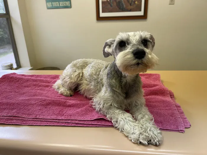 Spring Branch Veterinary Hospital Picture 4
