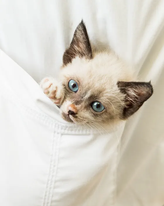 Spring Branch Veterinary Hospital Picture 5