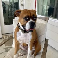 Spring Branch Veterinary Hospital ico