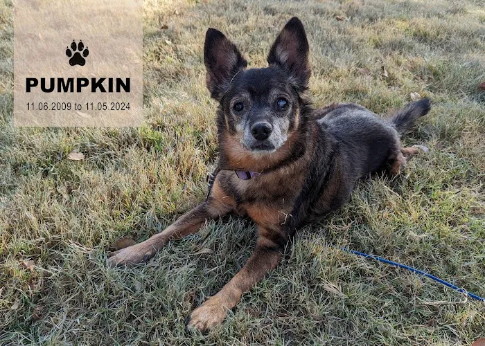 Spring Branch Veterinary Hospital Picture 10