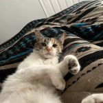 Fur and Feather Family Vet
