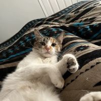 Fur and Feather Family Vet ico