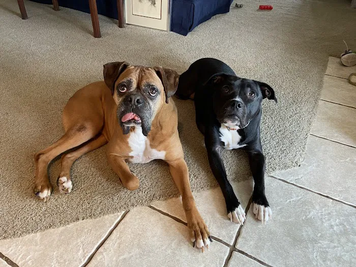 Westfield Veterinary Care Picture 9