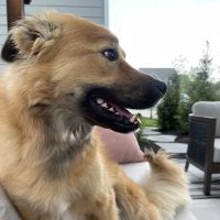 Westfield Veterinary Care ico