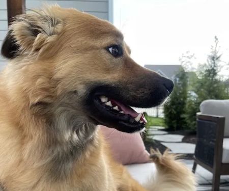 Westfield Veterinary Care