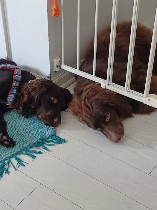 The Integrative Veterinary Clinic Picture 1