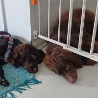 The Integrative Veterinary Clinic ico