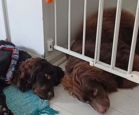 The Integrative Veterinary Clinic