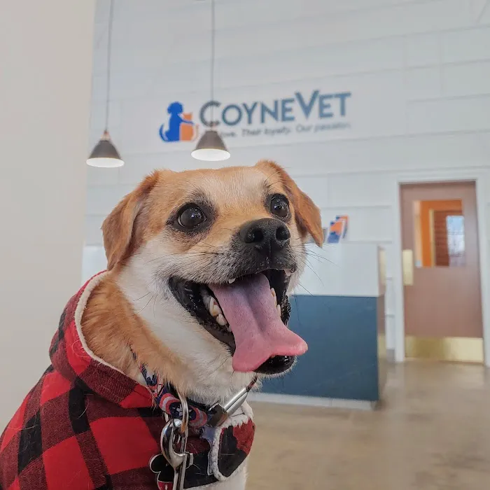 Coyne Veterinary Center Westfield Picture 8
