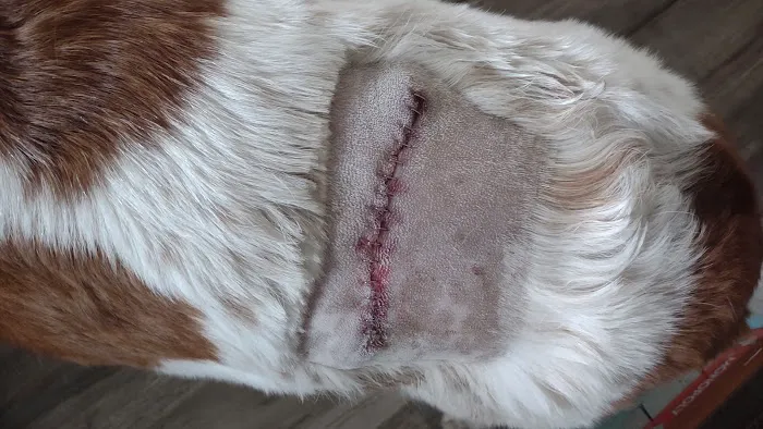 Heal Pet Care Picture 1