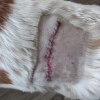 Heal Pet Care ico