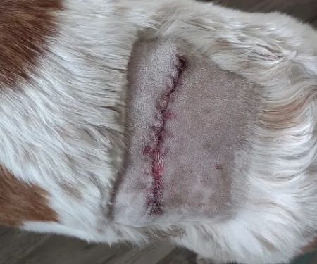 Heal Pet Care