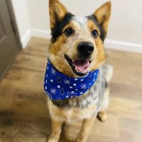 Linton Veterinary Hospital ico