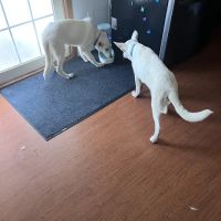 Hometown Veterinary ico