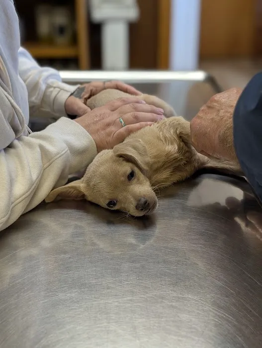 Odon Veterinary Clinic Inc Picture 4