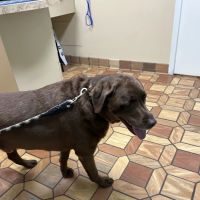 Heritage Animal Hospital South ico