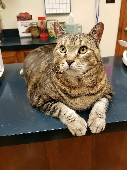 Heritage Animal Hospital South Picture 8