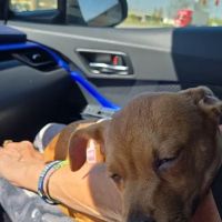 South Heritage Animal Hospital: Camp Whitney D DVM ico