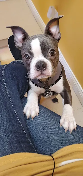 St Francis Pet Hospital Picture 1