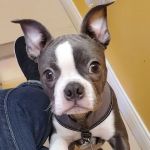 St Francis Pet Hospital
