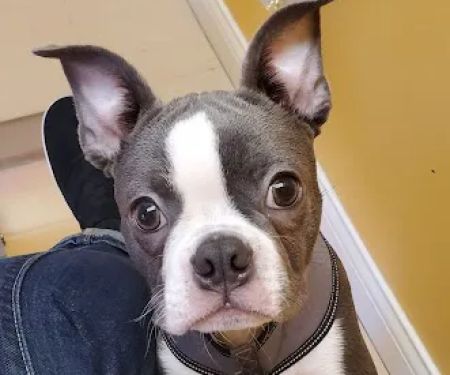 St Francis Pet Hospital