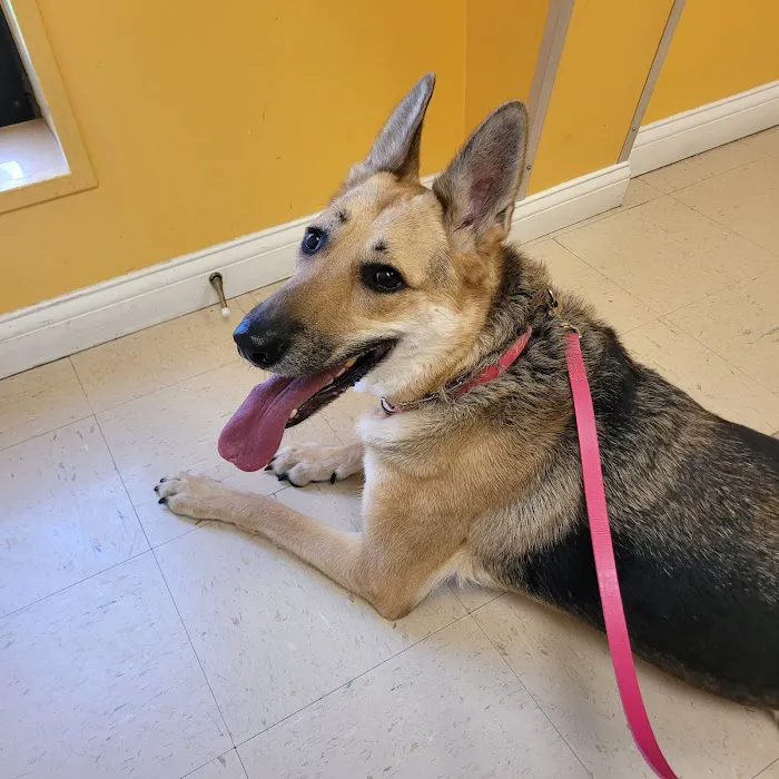 St Francis Pet Hospital Picture 4