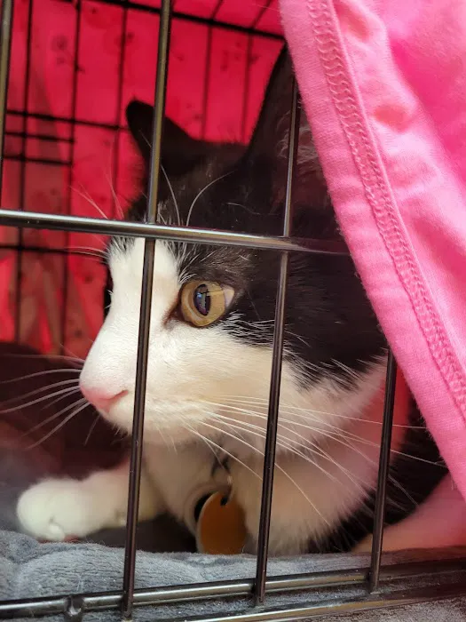 St Francis Pet Hospital Picture 3