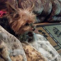 Jackson County Animal Clinic ico