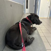 Seymour Animal Hospital ico