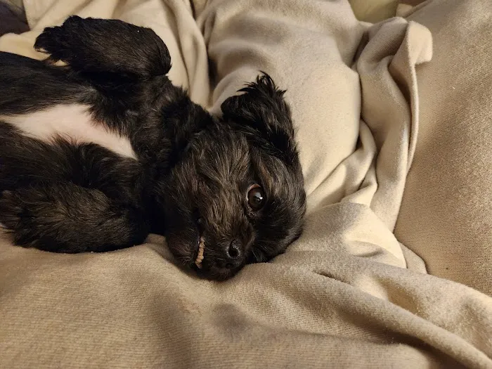 Seymour Animal Hospital Picture 3