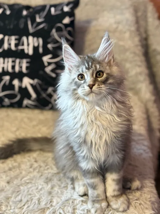 Stoic Maine Coons Picture 3