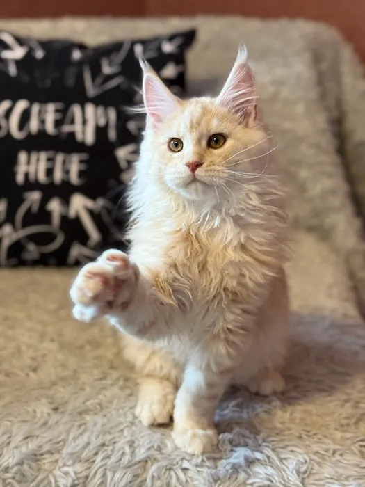 Stoic Maine Coons Picture 2