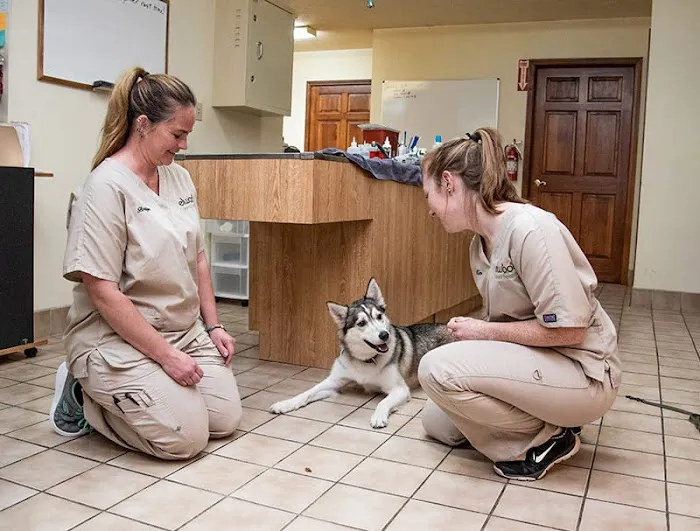 Elwood Animal Hospital Picture 1