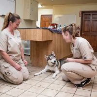 Elwood Animal Hospital ico