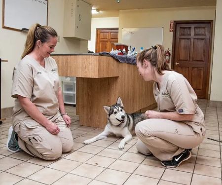 Elwood Animal Hospital