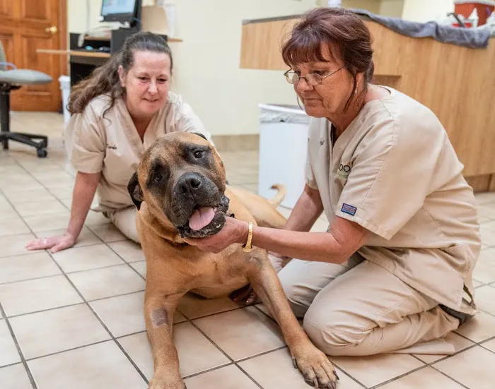 Elwood Animal Hospital Picture 2