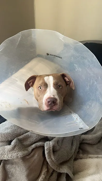 Elwood Animal Hospital Picture 6