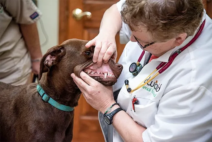 Elwood Animal Hospital Picture 9