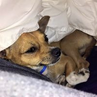 West Central Veterinary Services ico